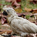 Possible PBFD affected Sulphur-crested Cockatoo<br />Canon EOS 7D + EF300 F2.8L III + EF1.4xII